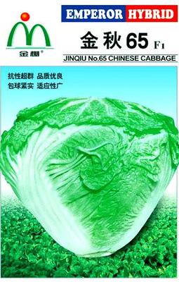 金棚金秋65大白菜
