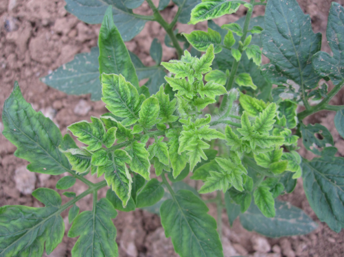 番茄ty病毒与褪绿病毒病辨别及防治大全